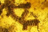 Detailed Fossil Liverwort (Bryophyta) In Baltic Amber #139023-1